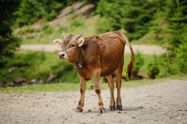 Singolo vitello divertente che rimane sul concetto di eco agricolo della strada di montagna