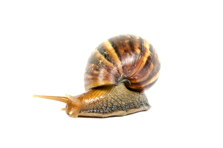 Photo siput kebun dengan jalur kliping