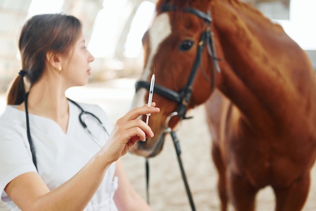 Siringa con vaccino in mano La dottoressa in camice bianco è con il cavallo su una stalla