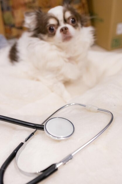 Siringa veterinaria con vaccino vicino al simpatico cane chihuahua in clinica