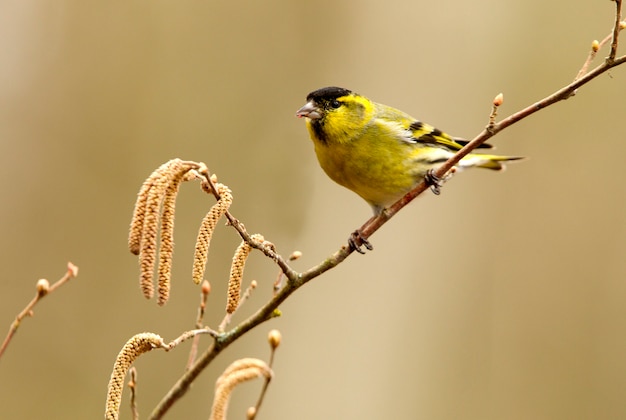 Siskin eurasiatico. Carduelis spinus