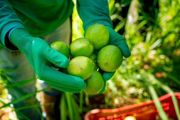 Sistema agroforestale, mani dell'uomo che raccolgono lime su una piantagione.