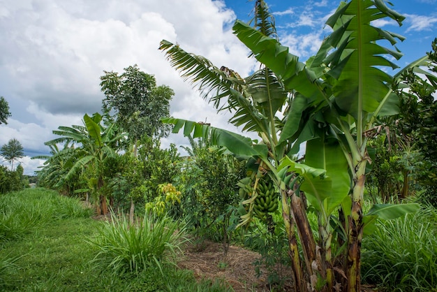 Sistema agroforestale piantando banane limoni e vari altri tipi di frutta nello stesso luogo