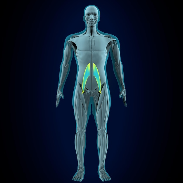 sistema anatomico muscolare umano