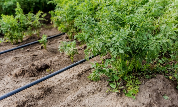 Sistema di irrigazione a goccia. Sistema di irrigazione a goccia a risparmio idrico utilizzato in un giovane campo di carote.