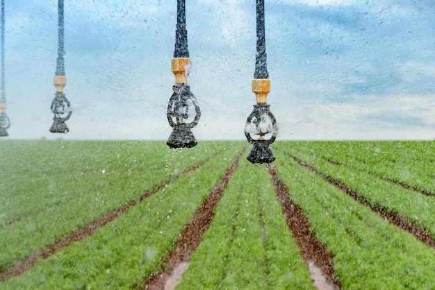 Sistema di irrigazione a perno agricolo sulla vista della piantagione di carote degli irrigatori