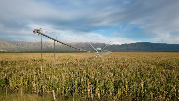 Sistema di irrigazione a perno nei campi di mais maturo