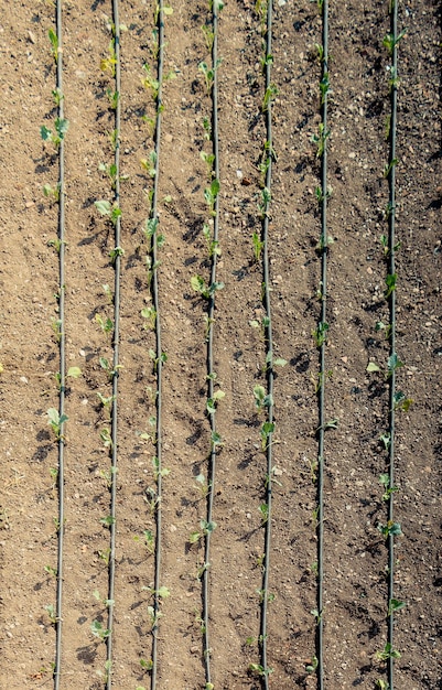 Sistema di irrigazione mediante irrigatori in un campo coltivato