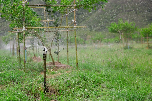 Sistema di irrigazione nel frutteto, innaffiare le piante