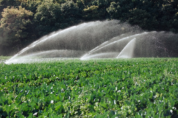 Sistema di irrigazione per il raccolto sulla piantagione in una luminosa giornata di sole.