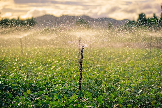 Sistema di spruzzatore di acqua che funziona in un orto verde al tramonto