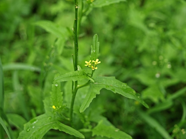 Sisymbrium altissimum è una pianta da fiore gialla di Sisymbrium