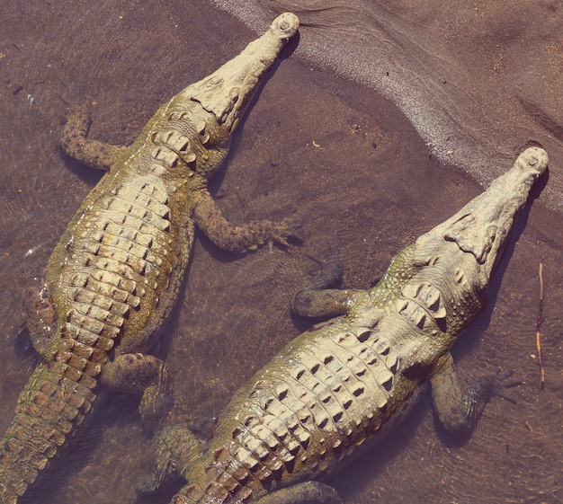 Sito di coccodrilli in Costa Rica, America centrale