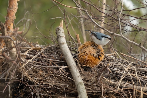 Sitta dal petto bianco appollaiato su un ramoscello invernale. Uccello nel ramo. Bellissimo uccello canoro grigio-blu. Songbird nell'habitat naturale. Simpatico uccello canoro nella scena invernale. Picchio muratore eurasiatico, Sitta europaea