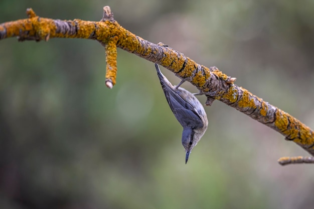 Sitta europaea il picchio muratore è una specie di uccello passeriforme della famiglia dei sittidae