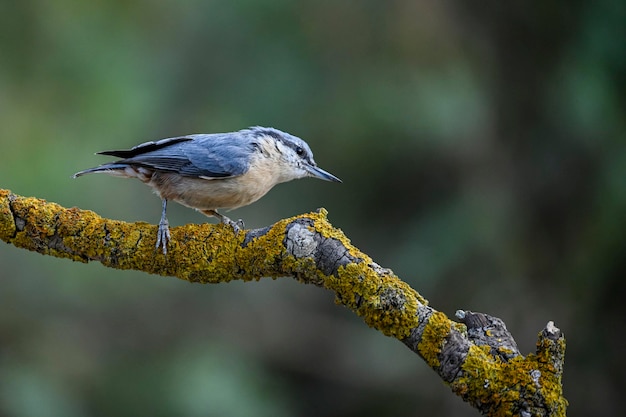 Sitta europaea il picchio muratore è una specie di uccello passeriforme della famiglia dei sittidae