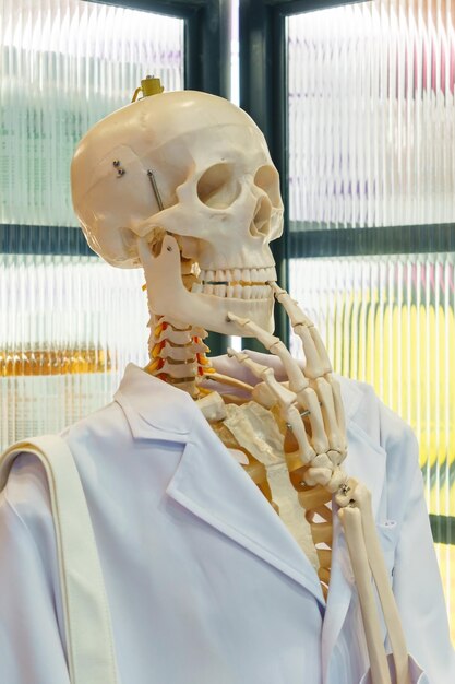 Skeletto o testa di teschio che indossa un cappotto bianco di laboratorio scientifico Materiale educativo