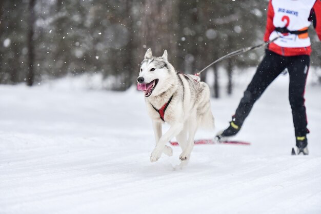 Skijoring cane con husky