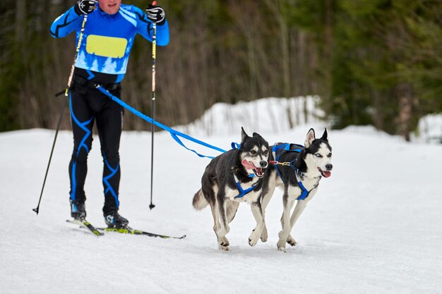 Skijoring cani da corsa