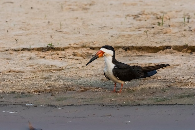 Skimmerperched nero sulla riva del fiume beachCuiaba Pantanal Brasile