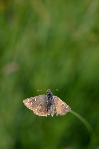 Skipper farfalla in natura su una pianta piccola farfalla marrone in ambiente naturale Piccola falena marrone