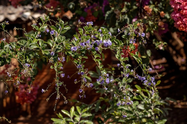 Skyflower Fiori gialli della specie Duranta erecta con messa a fuoco selettiva