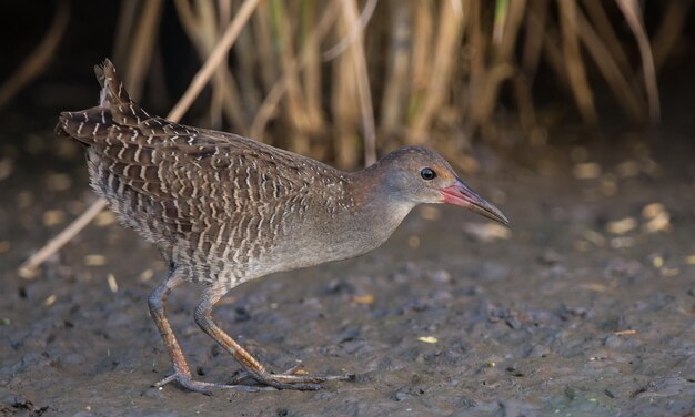 Slatybreasted Rail