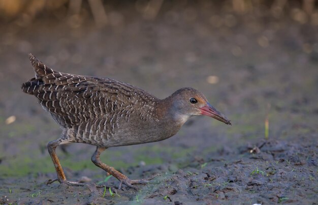 Slatybreasted Rail