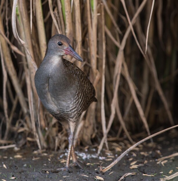 Slatybreasted Rail