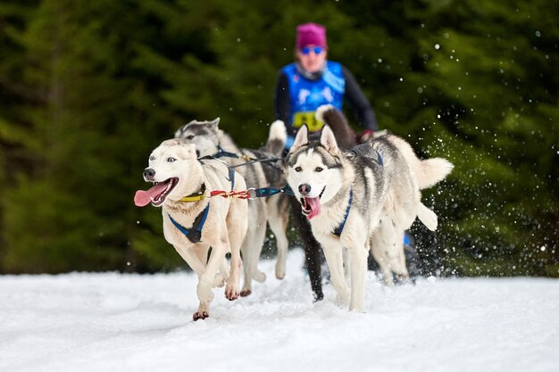 Sled dog mushing in inverno