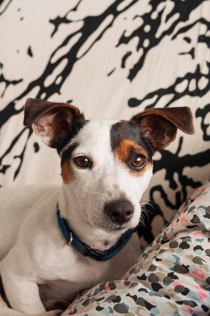 Sleepy Jack Russell Terrier cucciolo di cane su sfondo bianco e nero con spazio per la copia