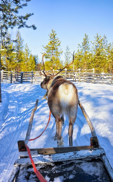 Slitta con le renne in Finlandia a Rovaniemi presso la fattoria della Lapponia. Slitta di Natale al safari invernale in slitta con neve al polo nord artico finlandese. Divertiti con gli animali della Norvegia Sami.