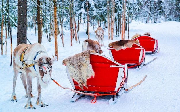 Slitta con le renne in Finlandia a Rovaniemi presso la fattoria della Lapponia. Slitta di Natale al safari invernale in slitta con neve al polo nord artico finlandese. Divertiti con gli animali della Norvegia Sami.