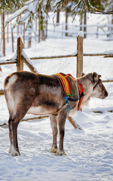 Slitta con le renne in Finlandia a Rovaniemi presso la fattoria della Lapponia. Slitta di Natale al safari invernale in slitta con neve al polo nord finlandese. Animali della Norvegia. Messa a fuoco selettiva