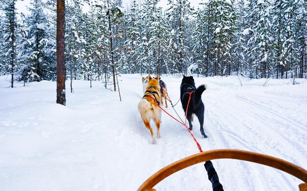 Slitta trainata da cani di famiglia Husky in inverno Rovaniemi della Finlandia della Lapponia. Giro in slitta trainata da cani in Norvegia. Slitta trainata da animali nella fattoria finlandese dopo Natale. Divertimento in slitta. Safari in slitta e paesaggio dell'Alaska.