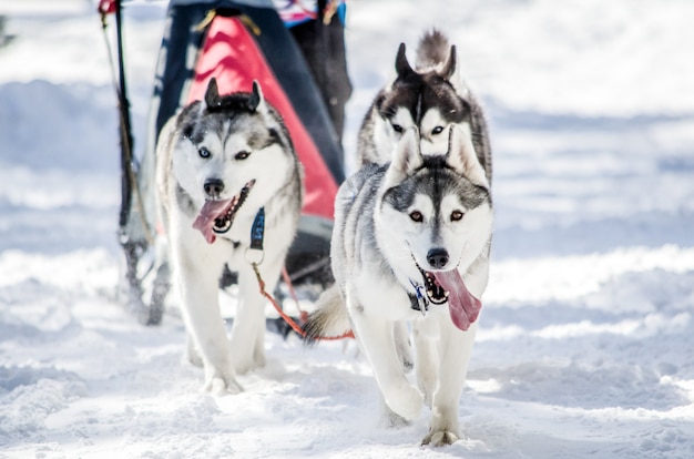 Slitta trainata da cani. Squadra di cani da slitta Siberian Husky in imbracatura. I cani Husky hanno il colore del mantello bianco e nero.