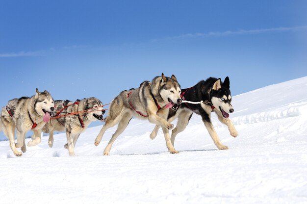 slitte trainate da cani sulla neve pronte per la competizione