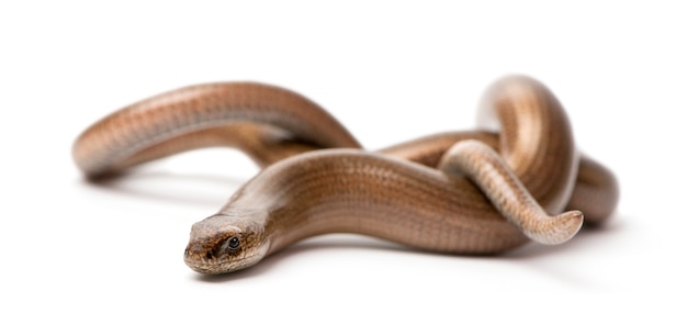 Slowworm - Anguis fragilis su bianco isolato. un Slowworm è un rettile senza arti