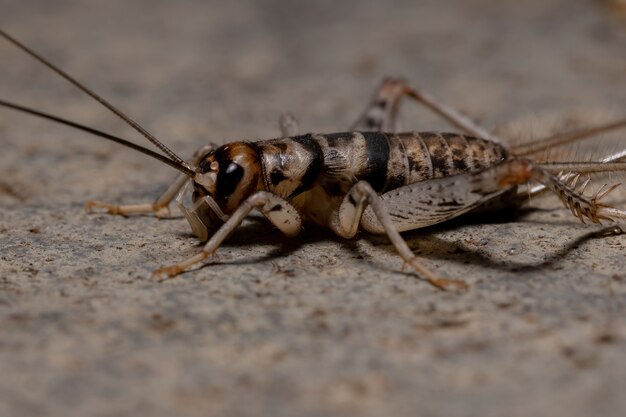 Small Field Cricket del genere Gryllodes