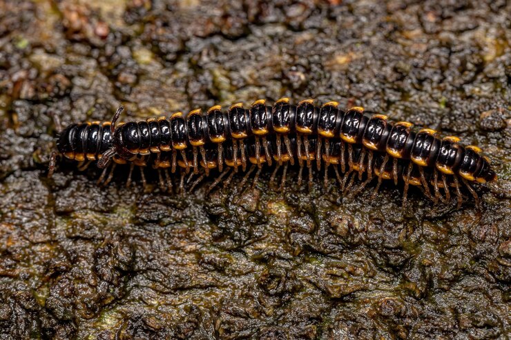 Photo small long flange millipede of the species asiomorpha coarctata