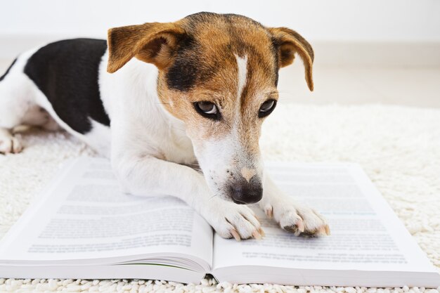 Smart cane carino sdraiato con un libro aperto e guardando le pagine