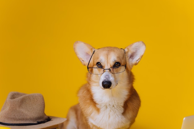 Smart cute Welsh Corgi Pembroke in occhiali con laptop e pila di libri sta studiando su sfondo giallo studio Razza più popolare di cane