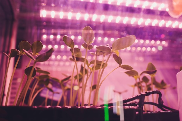 Smart indoor farm e concetto di fotoperiodismo fuoco selettivo sulla fonte di luce artificiale del pannello a led noi