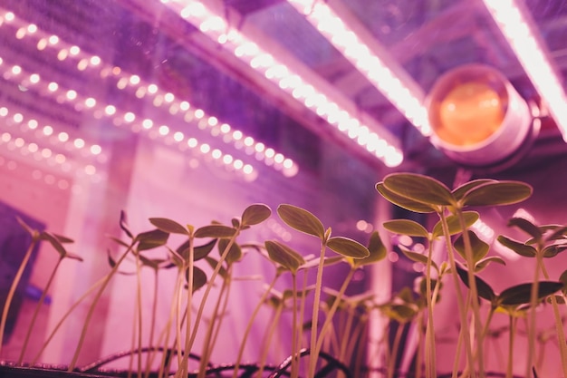 Smart indoor farm e concetto di fotoperiodismo fuoco selettivo sulla fonte di luce del pannello led artificiale noi