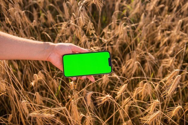 Smartphone con schermo verde sullo sfondo del campo di grano. Chiave cromatica. Campo di vendemmia