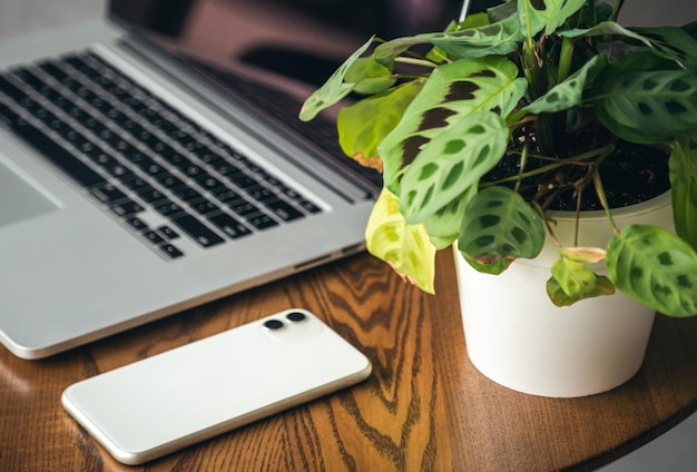 Smartphone portatile e vaso di fiori in una pentola sul primo piano del desktop