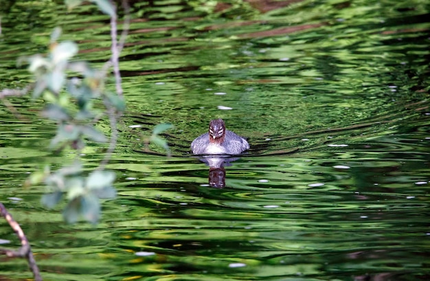 Smerghi giovanili che pescano sul fiume