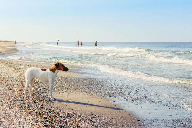 Smooth Fox Terrier sta in piedi Lo Smooth Fox Terrier sta nel parcoUn fox terrier dai capelli lisci è in piedi Un fox terrier dai capelli lisci è in piedi sulla riva del mare