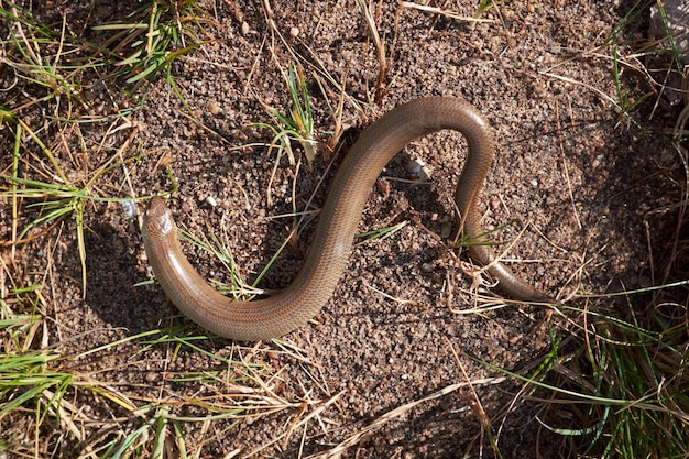 Snake giace a terra in una giornata di sole