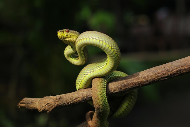 Snake Green Mangrove pit viper è una specie di vipera velenosa originaria del sud-est asiatico